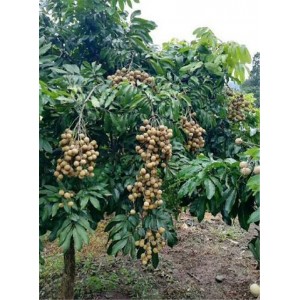 桂圆