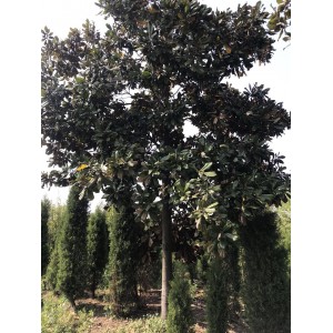 玉兰价格