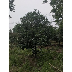 桂花价格