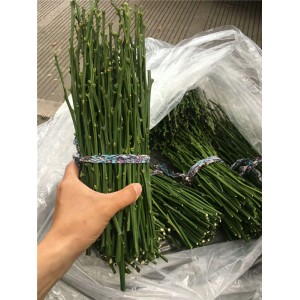 橘子苗枝条