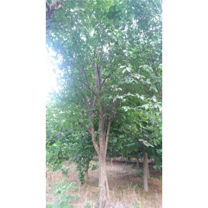 木瓜