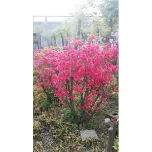 杜鹃（映山红）
