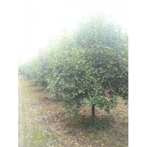 石楠
