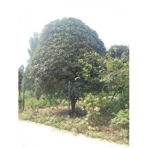 桂花