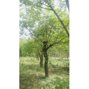 黄栌