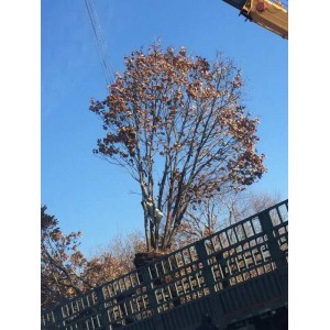 蒙古梨
