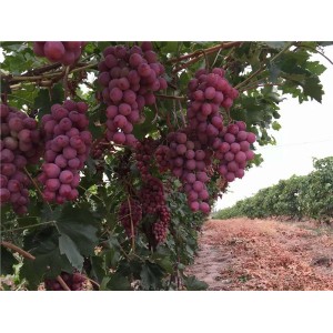 红提葡萄苗