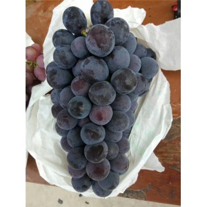 蜜光葡萄苗