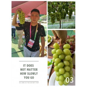 阳光玫瑰葡萄苗