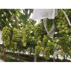 阳光玫瑰葡萄苗