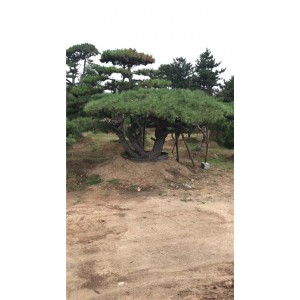 造型松价格