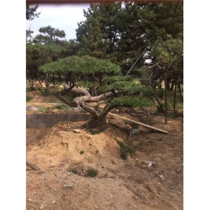 造型油松