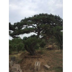 造型油松