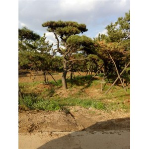 造型油松基地