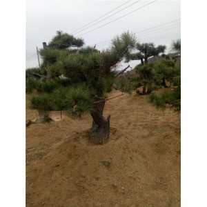 黑松桩基地