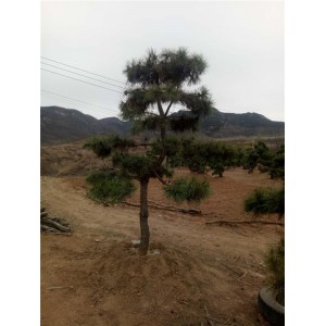造型黑松