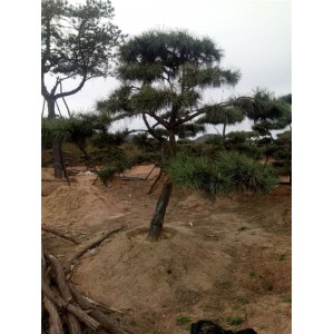造型黑松基地