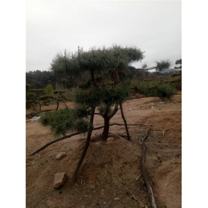 造型黑松批发