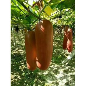 香如蜜苗