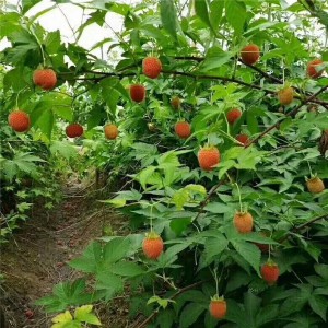 掌叶覆盆子苗