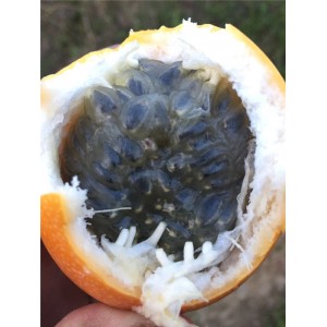 甜百香果苗