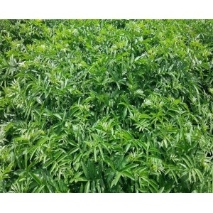 花椒苗
