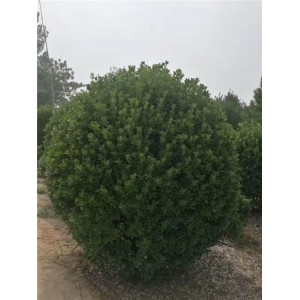 2米精品黄杨球