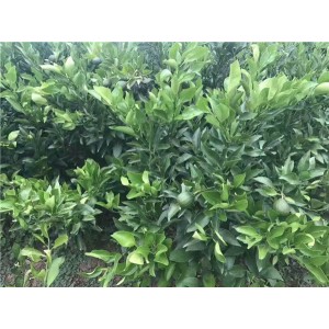 不知火苗（丑柑苗）