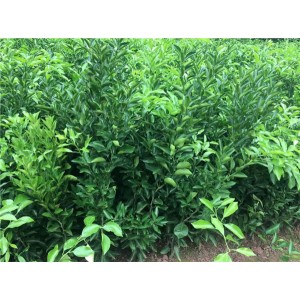 大雅柑1号苗