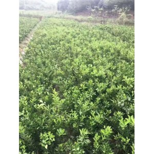 纽荷尔脐橙苗