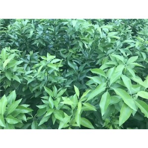 爱媛38号苗