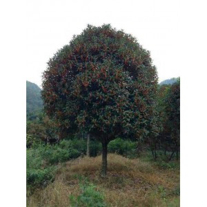 丹桂大树