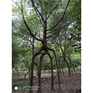 造型香樟树价格