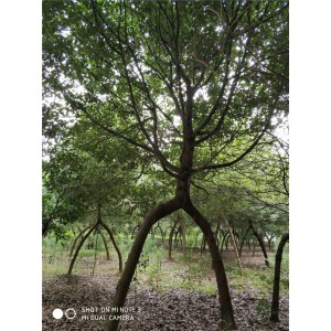 造型香樟树