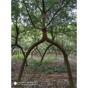 造型香樟树