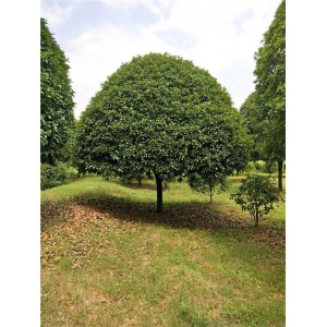 桂花树苗