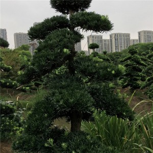 罗汉松基地