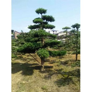 罗汉松