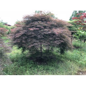 羽毛枫
