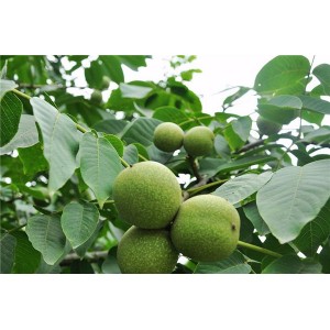 香玲核桃苗