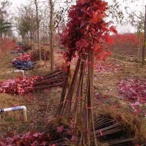 美国红枫小苗