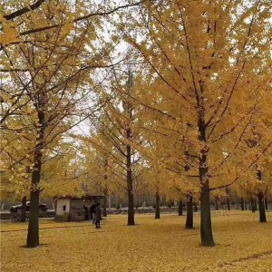 银杏树