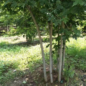 丛生红枫