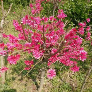 “京舞姬”（晚花）