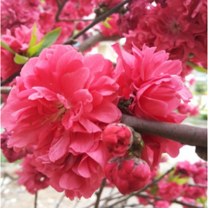 “送春”（晚花）