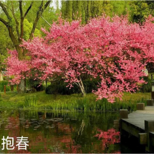 报春（早中花）