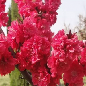 红花红叶（晚花）