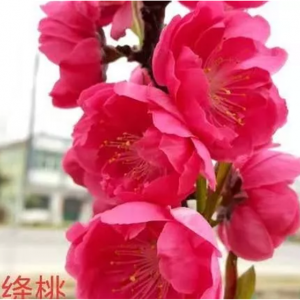 绛桃（中花品种）