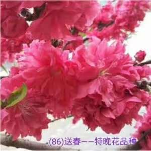 送春
