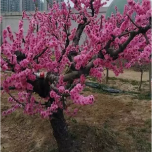 探春—早花